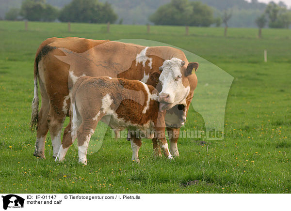 Mutterkuh leckt Kalb ab / mother and calf / IP-01147