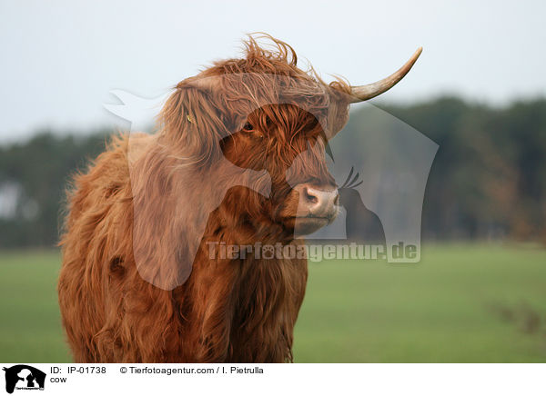 cow / IP-01738