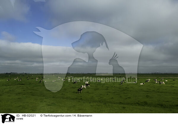 Khe / cows / HB-02021