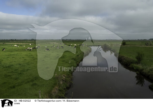 Khe / cows / HB-02022