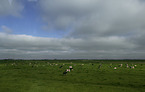 cows