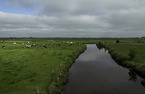 cows