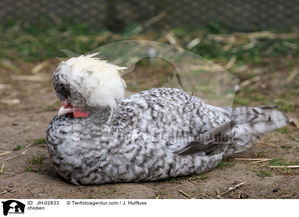 chicken / JH-02833