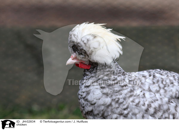 chicken / JH-02834