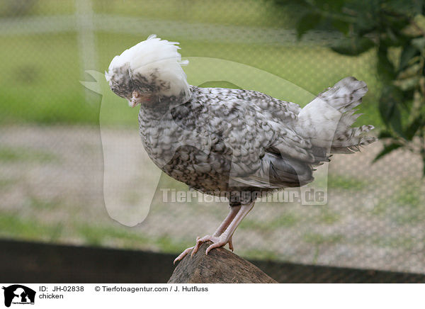 chicken / JH-02838