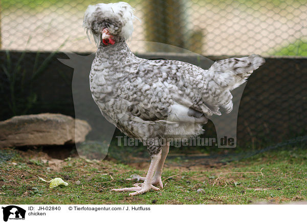 chicken / JH-02840