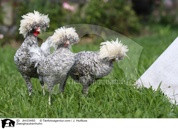 Zwerghaubenhuhn / JH-03460