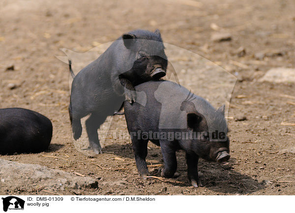 woolly pig / DMS-01309