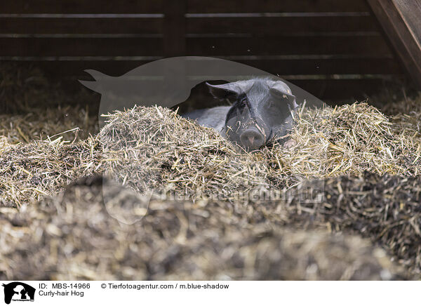 Curly-hair Hog / MBS-14966