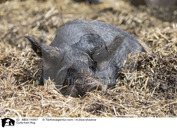 Curly-hair Hog / MBS-14967