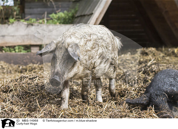 Curly-hair Hogs / MBS-14968