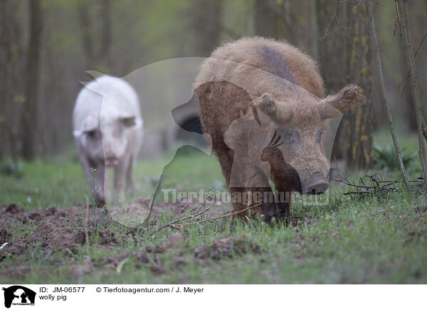 Wollschwein / wolly pig / JM-06577
