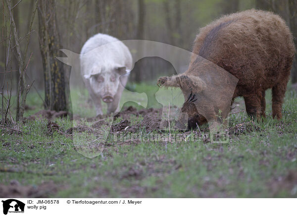 wolly pig / JM-06578