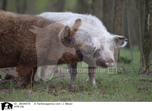 wolly pig / JM-06579