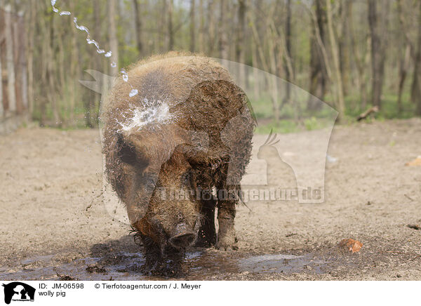 wolly pig / JM-06598