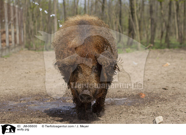 Wollschwein / wolly pig / JM-06600