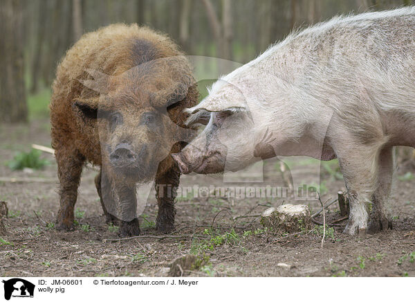 wolly pig / JM-06601