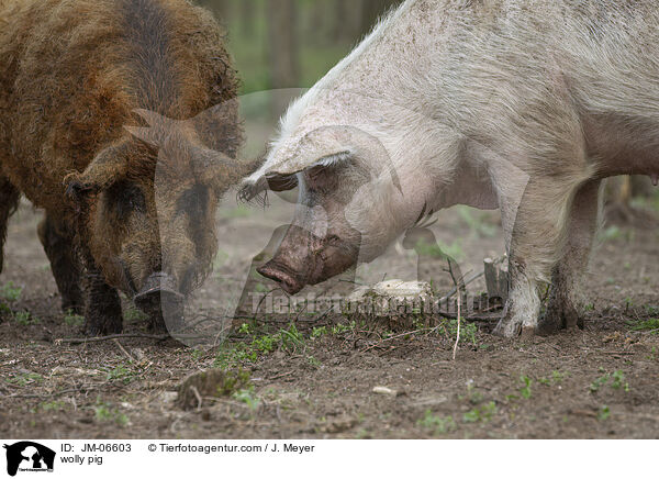 Wollschwein / wolly pig / JM-06603