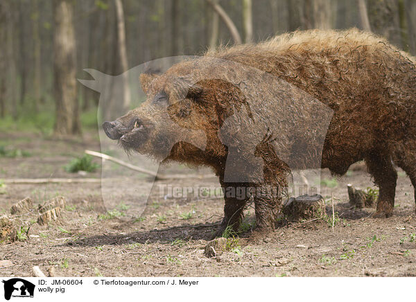 wolly pig / JM-06604