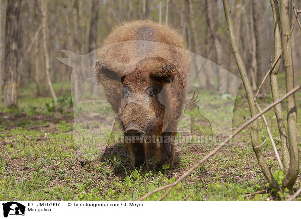 Mangalica / JM-07997