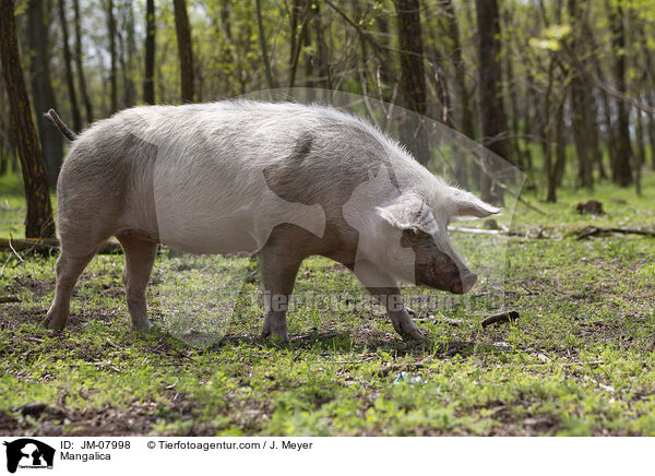 Wollschwein / Mangalica / JM-07998