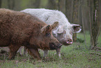 wolly pig