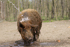 wolly pig