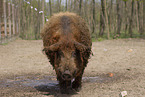 wolly pig