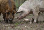 wolly pig