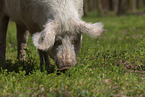 Mangalica