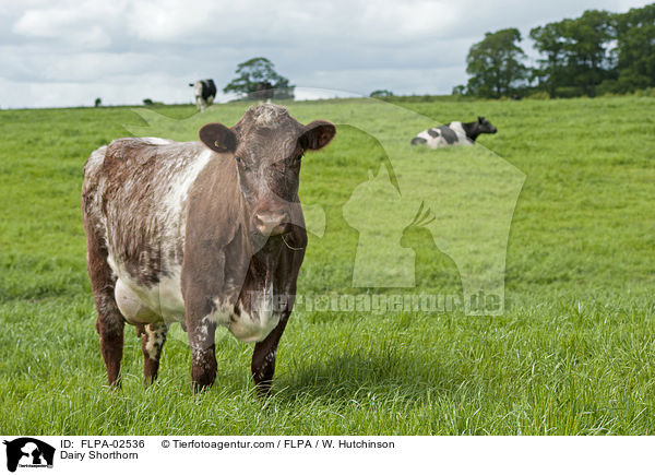 Dairy Shorthorn / FLPA-02536