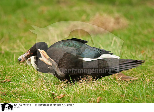 Hausente / duck / AB-01544