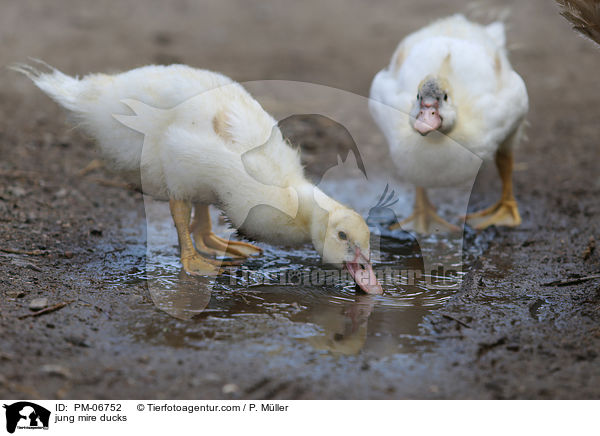 junge Hausenten / jung mire ducks / PM-06752