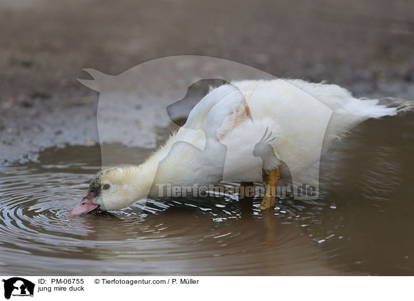 junge Hausente / jung mire duck / PM-06755