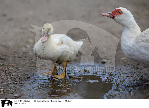 Hausenten / mire ducks / PM-06757