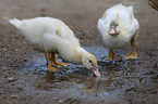 jung mire ducks