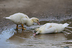 jung mire ducks