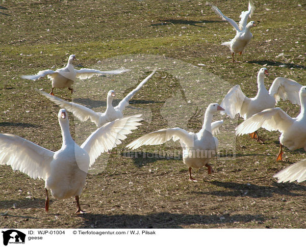 Gnse / geese / WJP-01004