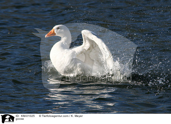 Hausgans / goose / KM-01025