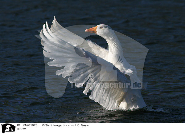 Hausgans / goose / KM-01026