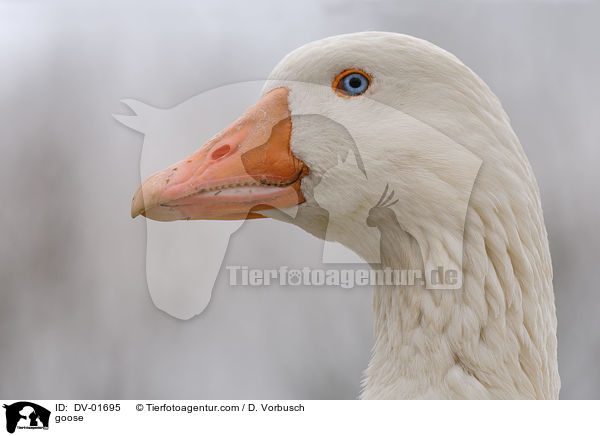 verwilderte Hausgans / goose / DV-01695