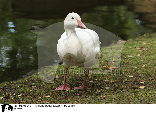 Hausgans / goose / HL-03645