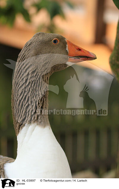 goose / HL-03897