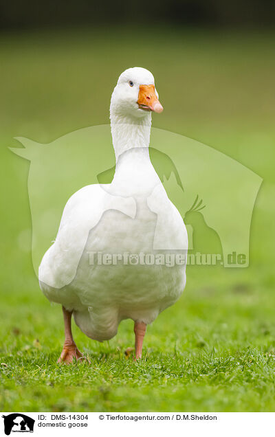Hausgans / domestic goose / DMS-14304