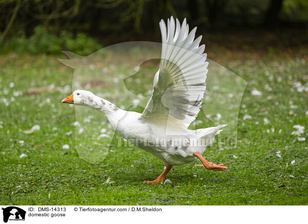 Hausgans / domestic goose / DMS-14313