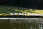 geese