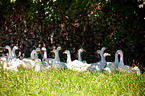 geese