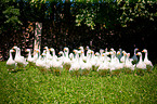 geese