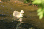 goose
