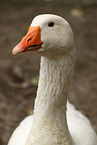 goose
